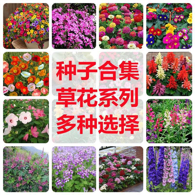 花种籽子四季种植庭院易活虞美人百日草福禄考室内盆栽粉黛草种子