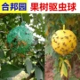 诱虫防虫柑橘果蝇果树