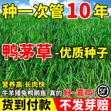 鸭茅草种子耐热耐寒果园草喂牛羊鹅兔鸡鸭多年生黑麦草牧草种子