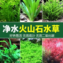 �~���쾰�ײ����ˮ�ų�ľ���w��ˮ�ݵ�ˮ�o��ֲ������ſ�ذ�����