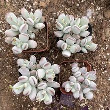 ƹ�Ҹ��� ���^ ��Ʒ��Ⱥ�������k���Ҷ���M�ϻ������ԾGֲ