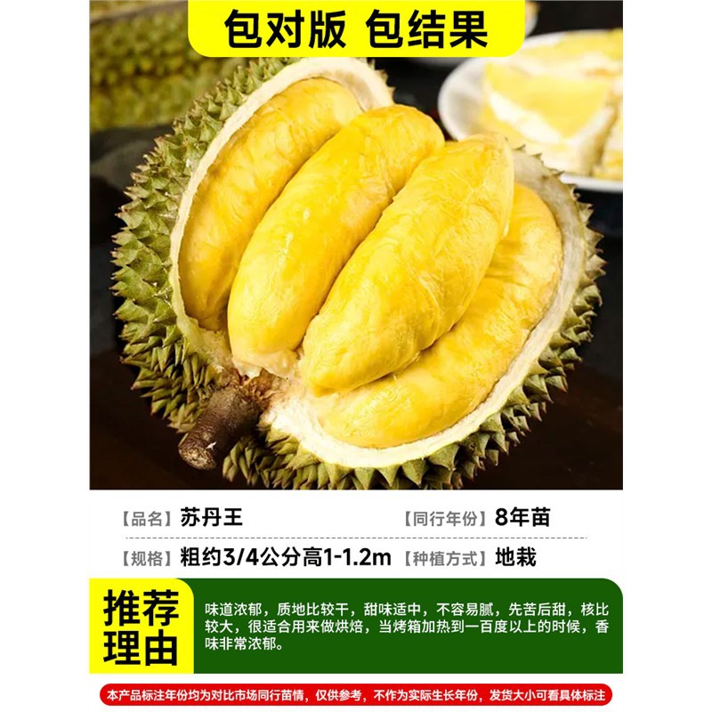 [강력추천] 두꺼운 3-4cm 수단왕두리안(8년근 모종) 봉지결과+81cm(포함)-110cm(포함)