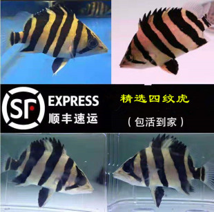 ̩�����y���~ӡ���ļy���~���ػ��~�^�p�~�Ꭷ���w�K�����~���~