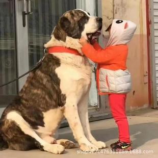 ���l�Ё�����Ȯ��Ȯ���w���������Ё�����Ȯ����Ȯ�o�lȮ����Ȯ��