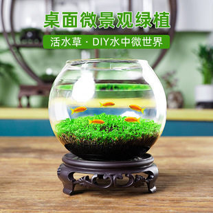 Ecological Bottle Micro Landscape Aquarium Landscaping Dou Fish Tank Office Desktop Living Room Glass Fish Tank Ecological Ball Micro Landscape