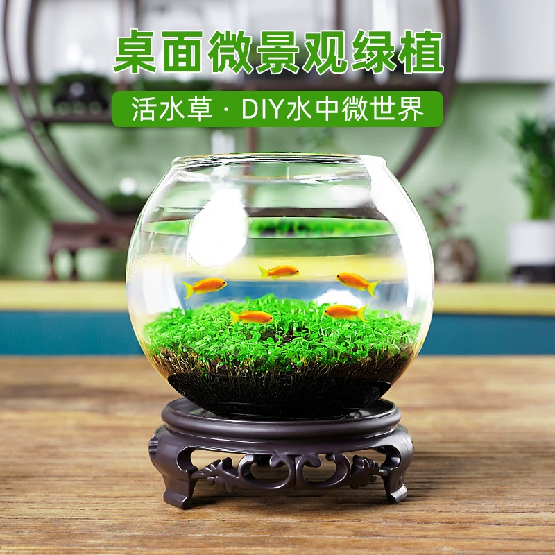 Экологическая бутылка Микро Пейзаж Ландшафтный дизайн аквариума Dou Fish Tank Офис Рабочий стол Гостиная Стеклянный аквариум Экологический шар Микро-ландшафт
