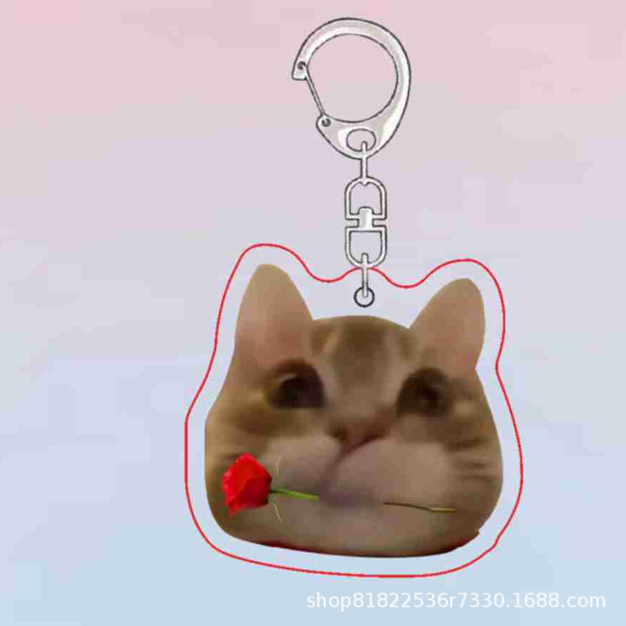 투약 고양이 B6671