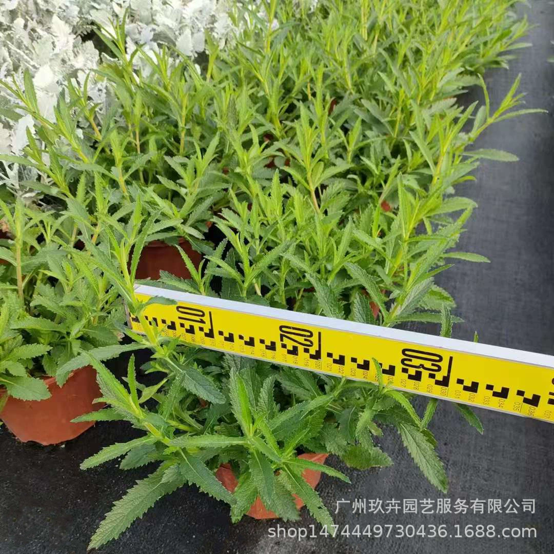 Ива Вербена Мешок Рассада Горшок Многолетний Укорененный Цветок Зеленое Растение Пейзаж Цветок Кровать Цветок Зеркало Фиолетовый Цветок Морское Растение