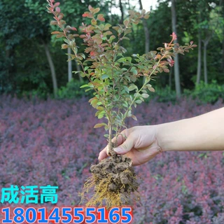 批发红叶小檗苗 彩色绿篱色块红叶小波苗 南北方 四季不落叶盆栽