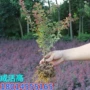 小檗小波盆栽不落叶苗