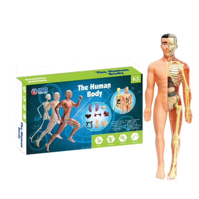Transfronterizo pequeño modelo de esqueleto humano Amazonas esqueleto de cuerpo completo DIY infantil educación temprana juguetes de maniquí humano
