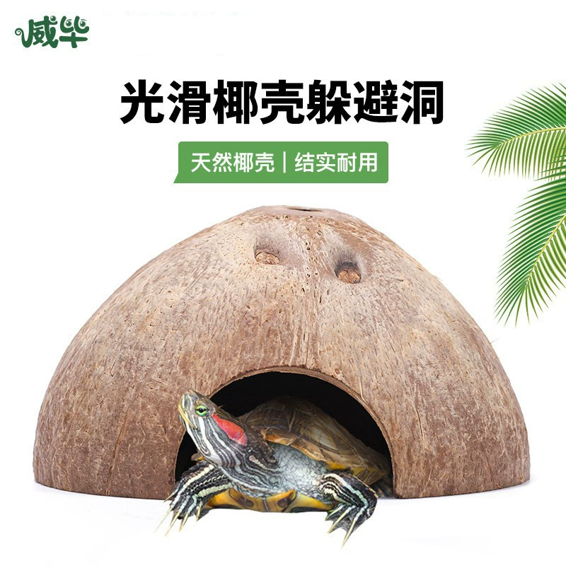 Кокосовая скорлупа укрывается от дома черепаха рептилия