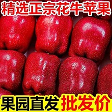 【高品质】甘肃天水花牛苹果新鲜水果当季粉面蛇果脆甜整箱批发价