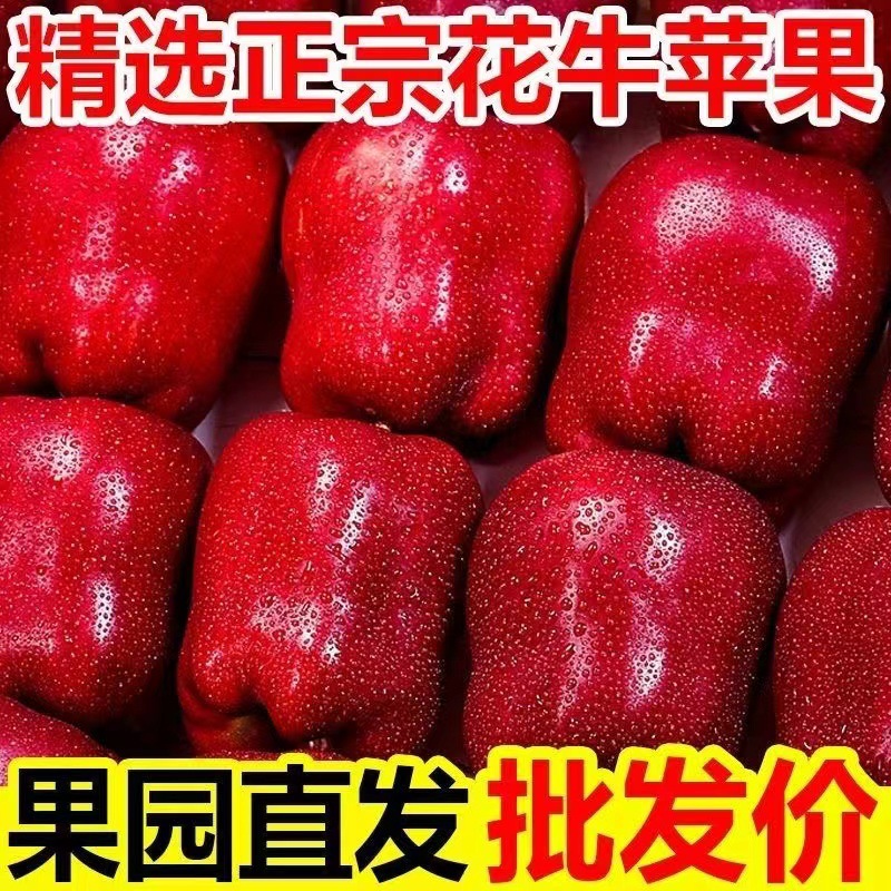 【高品质】甘肃天水花牛苹果新鲜水果当季粉面蛇果脆甜整箱批发价
