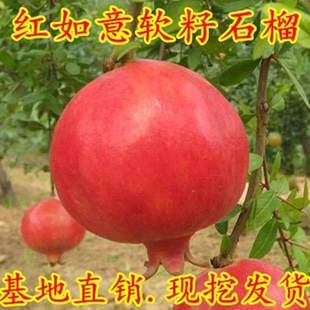 �t����ܛ��ʯ����Nܛ����ʯ���箔��Y���Ϸ������Nֲ����