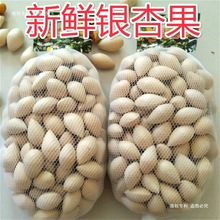新鲜生白果银杏果2斤包邮（保质保量）鲜白果仁银杏带壳无漂白