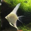 [3cm白神仙5条装]