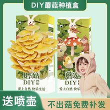 Ģ���Nֲ�Ѓ�ͯdiyĢ���Nֲ������������ʳ�þ����N