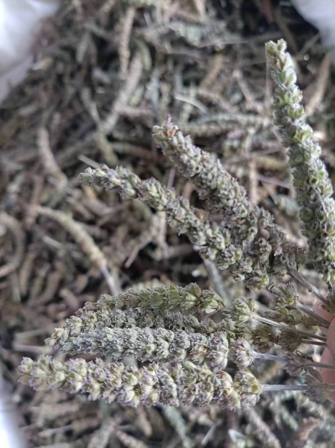 Jing Jie Spike (Schizonepeta tenuifolia) — Dried TCM Herb, 500g key features
