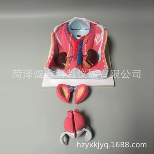 male and female urinary system model human medicine urinary system anatomy model biological teaching model