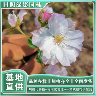 10���֪��ѻ���r��   �GӰ�@�֙ѻ��Nֲ�������l �ѻ���ľ