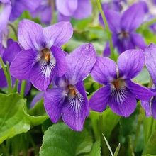 紫花地丁种子多年生花野堇菜花籽种籽子四季易活地被覆绿耐寒耐阴