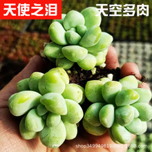 天使之泪多肉植物 天使之泪多肉植物品牌 图片 价格 天使之泪多肉植物批发 阿里巴巴
