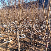 山楂树苗果园果区种植苗  行道风景绿化护坡工程风景种植树果树苗