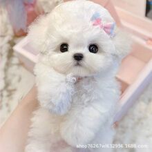 纯种比熊幼犬家养小型犬活体狗狗可爱长不大双血统活物超萌真狗