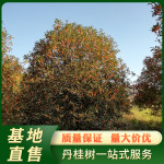 浦城丹桂地径25公分半球形红花桂花树行道树风景基地直售装车批发