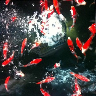 �ձ��\�� С�\���� �^�p�~ �\�����w ��ɫ�\�� ���~