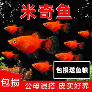 Mickey Fish, Viviparous Fish, Freshwater Fish, Ornamental Fish, Pregnant Fish, Baby Guppies, Tropical Group Swimming Small Fish, Pet Fish