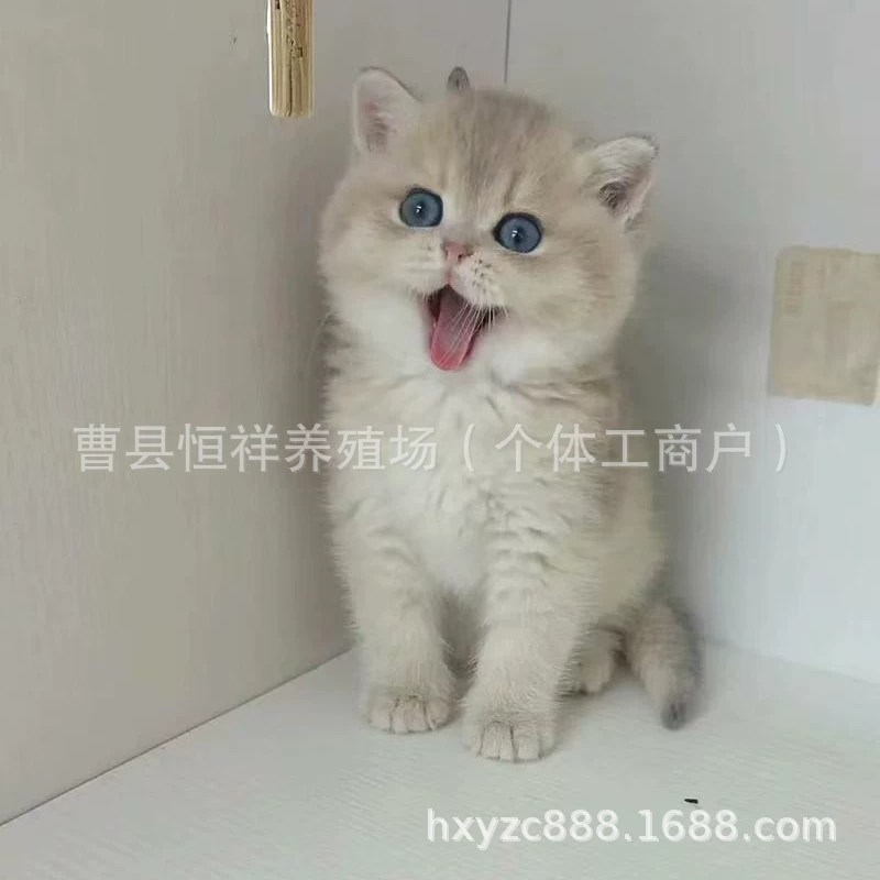 Кастомный котенок, живой голубой золотой котенок, живой котенок, котенок с короткой шерстью, золотой градиент, котенок с длинной шерстью, золотой градиент.