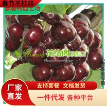 樱桃苗 现挖现发早熟果个大大樱桃树苗 嫁接樱桃车厘子果树苗