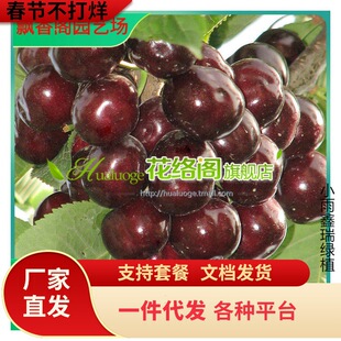 ������ �F�ڬF�l������������Ҙ��� �޽ә���܇���ӹ�����