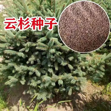 �²��ɼ�N�� ��ɼľ�N�� �ɼ����N��ï�h�ɼ�}�Q��G����ľ