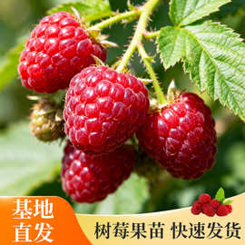 多色树莓果实饱满盆栽覆盆子果苗南北方庭院种植红黄黑树莓桑葚