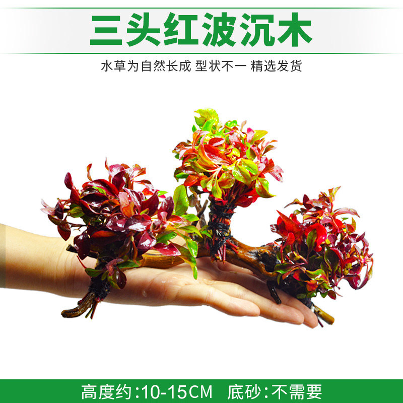 三头红波沉木