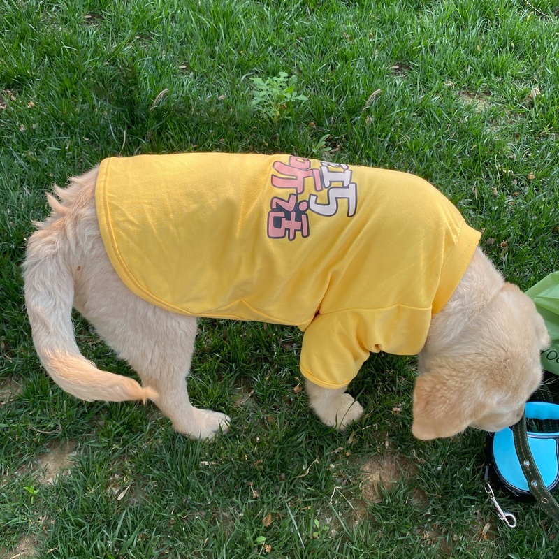狗狗夏天衣服中大型犬薄款T恤金毛拉布拉多边牧春秋柔软透气绢花|undefined