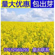 油菜花种子室外高产观赏食用耐寒耐旱春油菜花籽榨油菜籽花海种孑