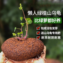 山乌龟金不换植物盆栽红藤圆叶懒人绿植爬藤观叶室内水培阳台客厅