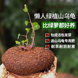 栽培基质;营养液;园艺工具