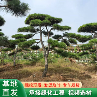 ��ϵ�l�_�����ɘ� ���Ա����辰�ɘ�ͥԺ���^���ͺ��������ɘ�