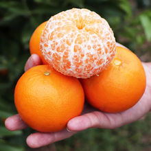 沃柑廣西武鳴10斤新鮮水果孕婦水果應當季新鮮水果非皇帝柑砂糖橘