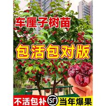 车厘子树苗盆栽果树果苗正宗特大耐寒南北方种植庭院室内四季好养