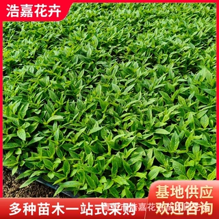 繁星花小苗盆栽苗 五星花盆栽 庭院绿化苗园林绿化工程 五星花苗