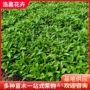 园林工程庭院盆栽五星花