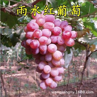 Rain Red Early Summer Seedless Grape Saplings, Courtyard Climbing Vine Fruit Saplings, North and South Planting Seedlings That Bear Fruit in the Same Year