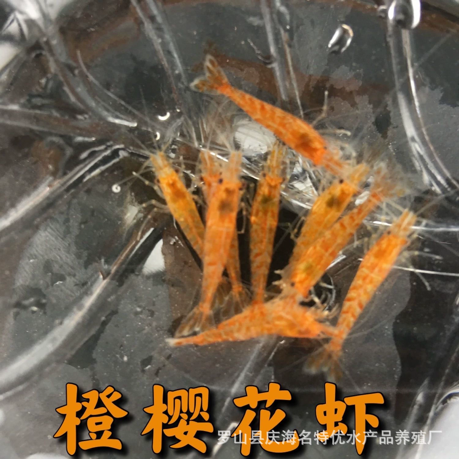 Бесплатная доставка: оранжевые креветки-черри, живые декоративные креветки, оранжевые креветки-черри из нашей собственной рыболовной фермы, без сборов за упаковку и компенсации за повреждения.