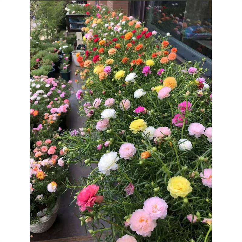 Double-Petaled Sunflower Seedlings, Large Flower Branches, Rootless Mixed Colors, Light-Loving Flowering Plants, Easy to Grow Indoors and Outdoors